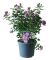 Haverose i 19 cm potte